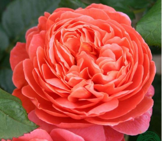 Summer Song rose
