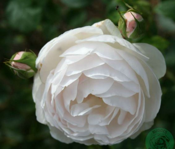 Desdemona rose