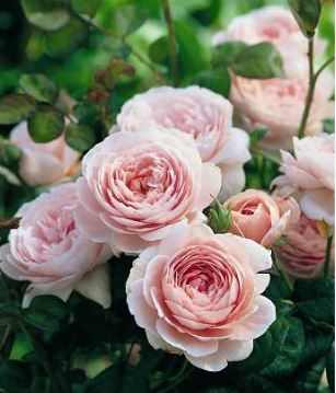 Queen of Sweden engelsk rose i lyserød, sund og hårdfør med mange blomster