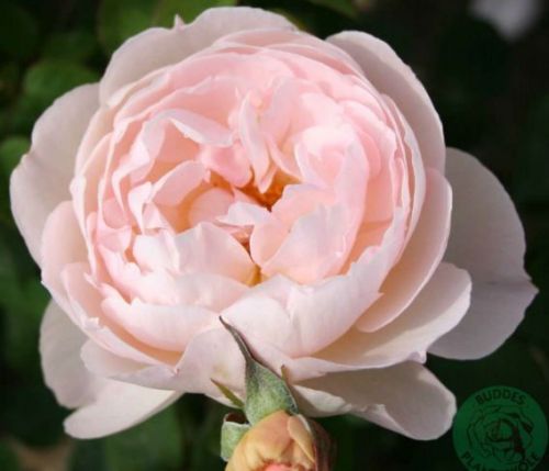 Gentle Hermione engelsk rose i lyserød, sund og hårdfør med mange blomster