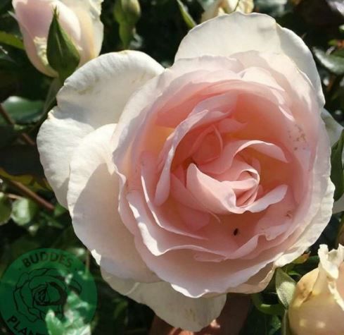 Inger Forever busk- og parkrose i hvid, sund og hårdfør med mange blomster