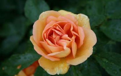 Maigold rose