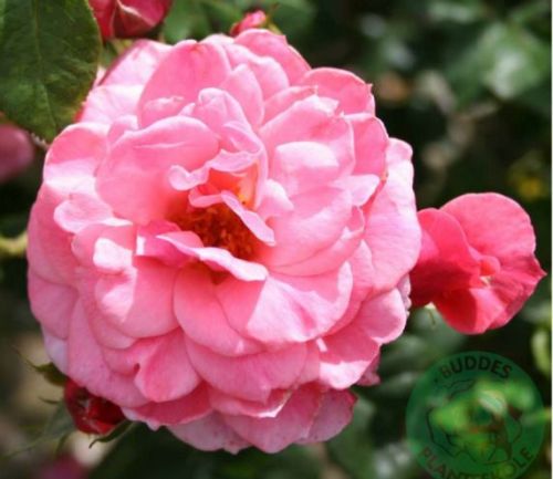 Gram Slots rose busk- og parkrose i lyserød, sund og hårdfør med mange blomster
