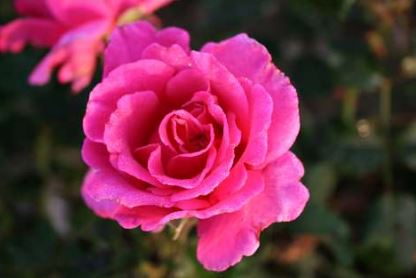 Prinsesse Alexandra rose