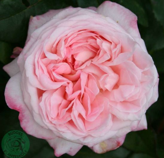 Marlis Renaissance rose