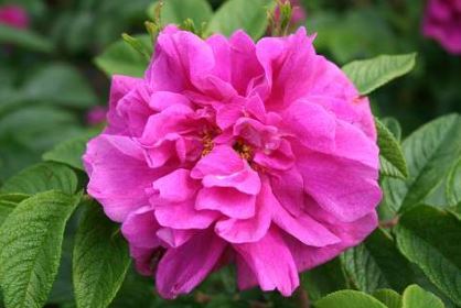 Hansa rose