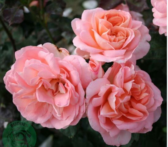 Sissel Renaissance rose