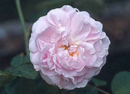 Maidens Blush busk- og parkrose i lyserød, sund og hårdfør med mange blomster