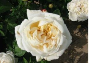 Nina Renaissance busk- og parkrose i hvid, sund og hårdfør med mange blomster