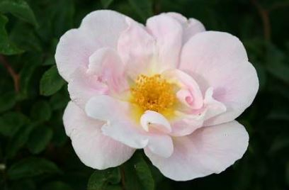 Nevada rose