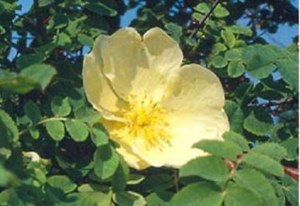 Hugonis rose