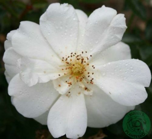 Schneeflocke bunddaekkerose i hvid, lav og bredtvoksende med mange blomster