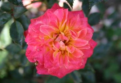 Mandarin rose