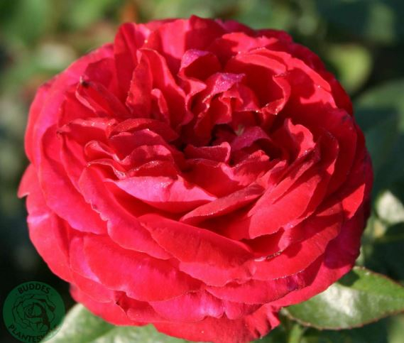 Birthe Kjær rose