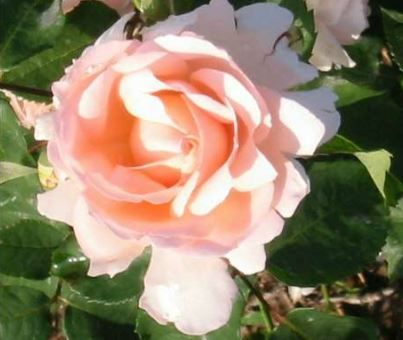 Clair Renaissance busk- og parkrose i abrikos, sund og hårdfør med mange blomster