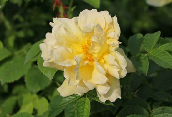 Gelbe Dagmar Hastrup rose