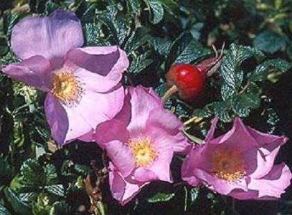 Dagmar Hastrup busk- og parkrose i lyserød, sund og hårdfør med mange blomster