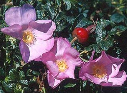 Dagmar Hastrup rose