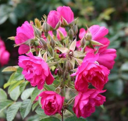F.J. Grootendorst rose
