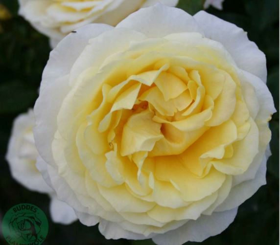 Gisila Renaissance rose