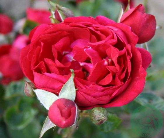 Capricia Renaissance rose