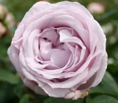Bering Renaissance busk- og parkrose i lavendel, sund og hårdfør med mange blomster