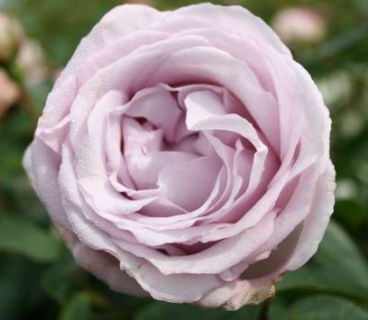 Bering Renaissance rose