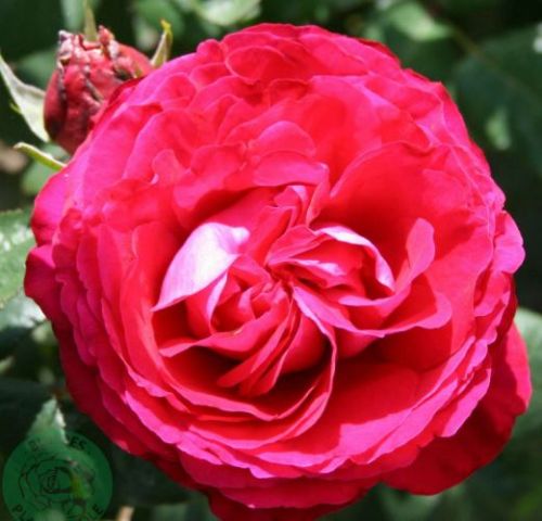 Katherine Renaissance busk- og parkrose i rød, sund og hårdfør med mange blomster