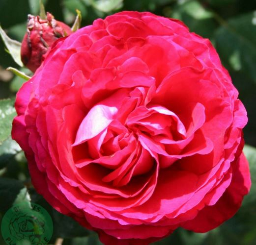 Katherine Renaissance rose