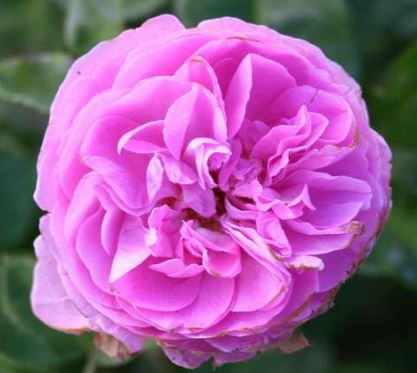 Louise Odier rose
