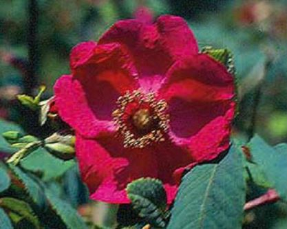 Moyesii rose