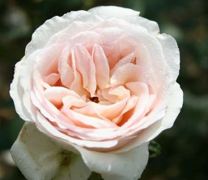 Julia Renaissance rose