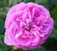 Roser til skygge — Rose i halvskygge langs en husmur