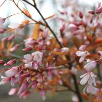 Bærmispel Amelanchier prydtræ med hvide forårsblomster