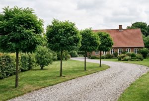 Kugleakacie Robinia pseudoacacia Umbraculifera opstammet kugletræ med tæt rund krone