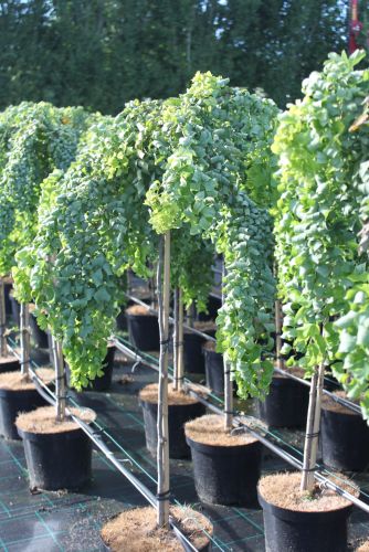 Robinia pseudoacacia 'Twisty Baby' på række hos den danske producent. Toppodede træer på 80 cm stamme.