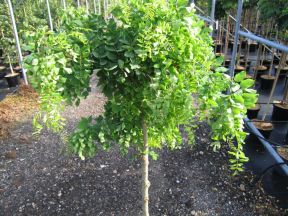 Robinia pseudoacacia 'Twisty Baby' set tæt på. De snoede og krogede grene med lysegrønne, fjerformede blade.