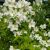 Uægte Jasmin - Philadelphus polyanthus 'Mont Blanc'