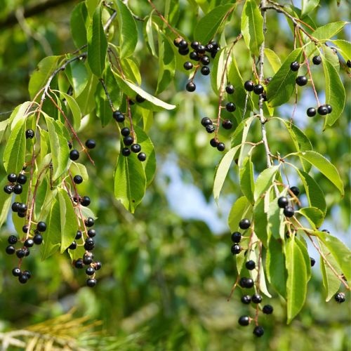 Almindelig Hæg - Prunus padus bær
