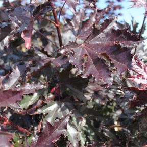 Rødbladet Spidsløn, Acer platanoides Crimson Sentry, bundpodet prydtræ med dybt purpurrødt løv