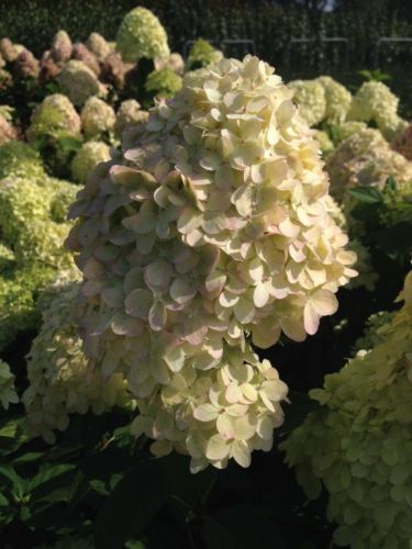 Syrenhortensia - Hydrangea paniculata 'Little Lime' med limegrønne blomsterklaser