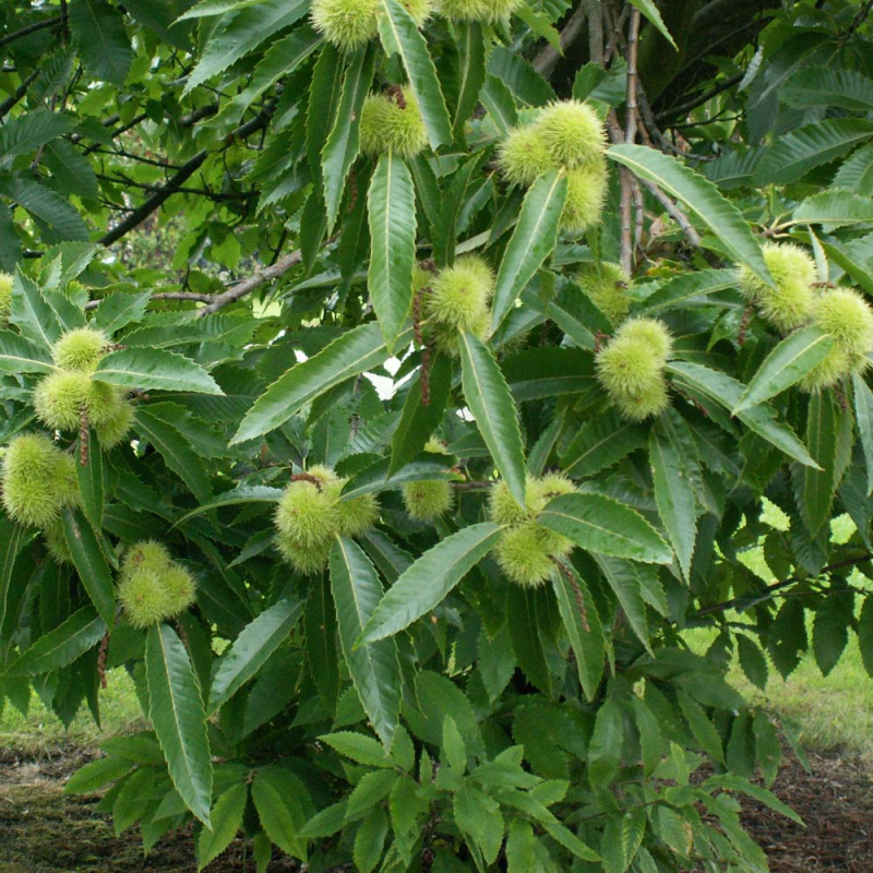 gte kastanie - Castanea sativa 200-250 cm, 10 liter potte