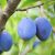 Italiensk Sveske
