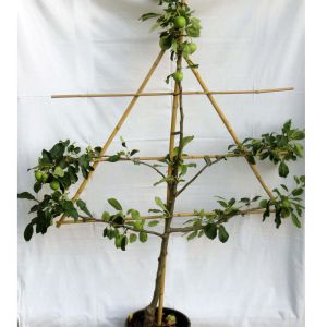 Espalier på stativ