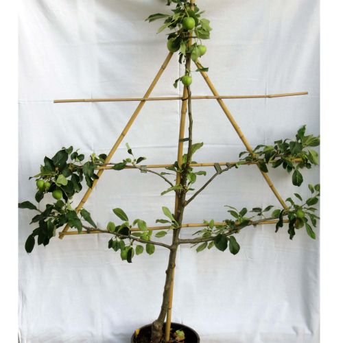 Espalier på stativ