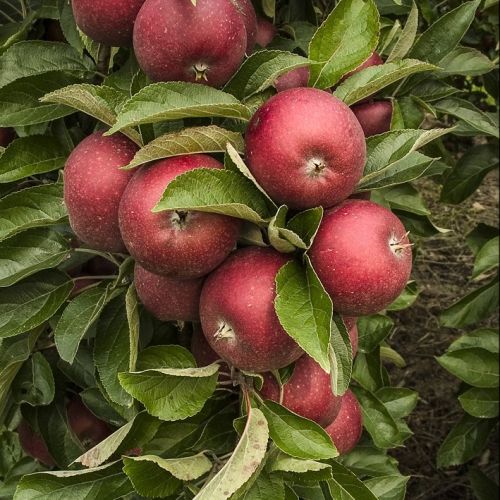 Rød Ingrid Marie - Æbletræ