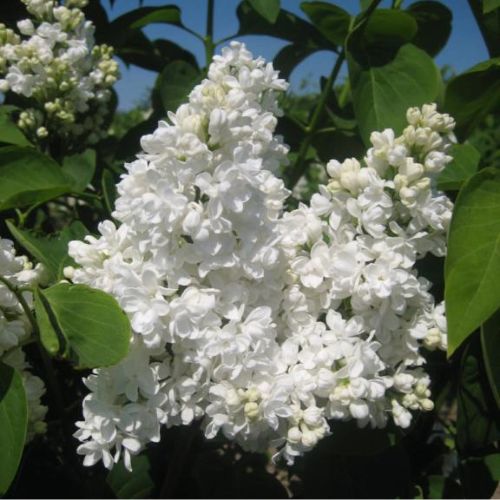 Hvid Syren - Syringa vulgaris Alba i blomst