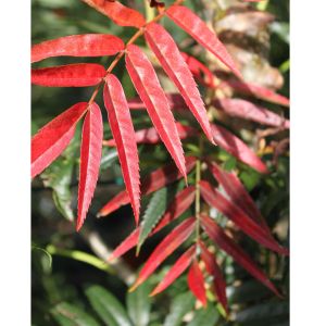 Koreansk Røn - Sorbus 'Dodong'