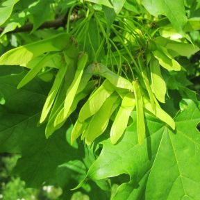Kugleahorn - Acer platanoides 'Globosum' 180 cm stamme