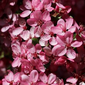 Paradisæble Freja i blomst - rødbladet paradisæble 250-300 cm